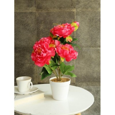 Pink Peony Flower Plant