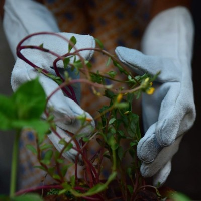 Leather Rose Gardening Gloves